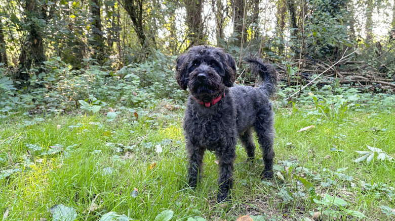 A black Schnoodle dog playing in the woods