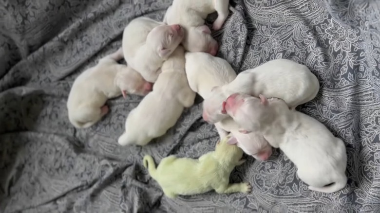 newborn puppies with green puppy