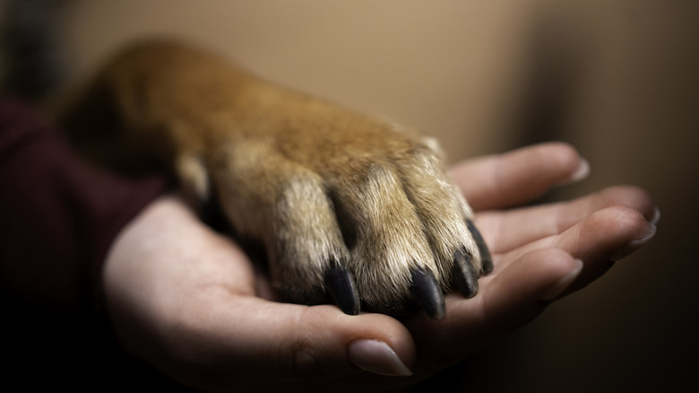 dog paw on human hand