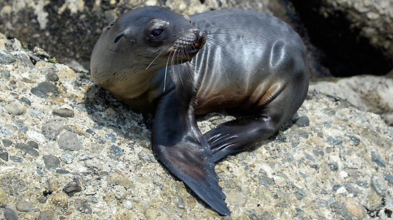 Malnourished sea lion on California coast