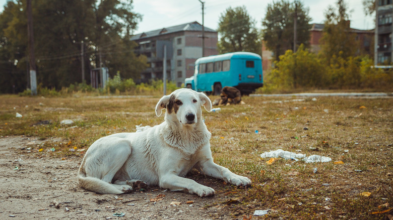 A homeless dog in the city of Pripyat Ukraine the site of the Chernobyl accident