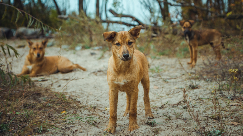 three homeless dogs from Chernobyl standing in the forest