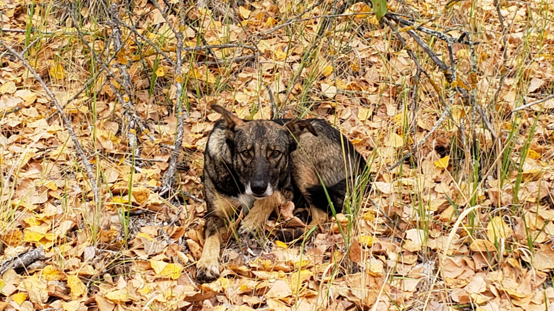 A dog lays in the leaves at the site of Chernobyl in Pripyat Ukraine