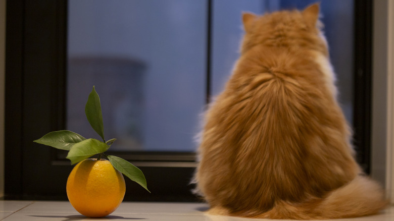 Orange in foreground, cat in background with back to camera