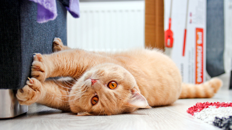 An orange cat clawing at the bottom of a couch