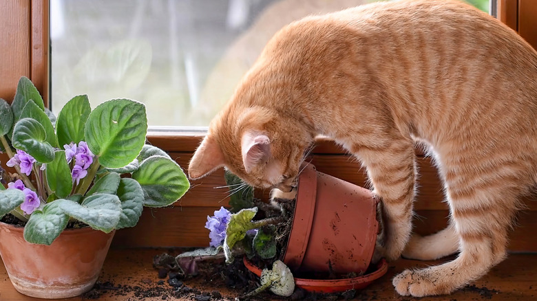 Cat with head in broken potted plant