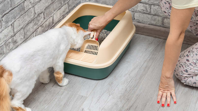 A woman scoops a litter box while her cat watches