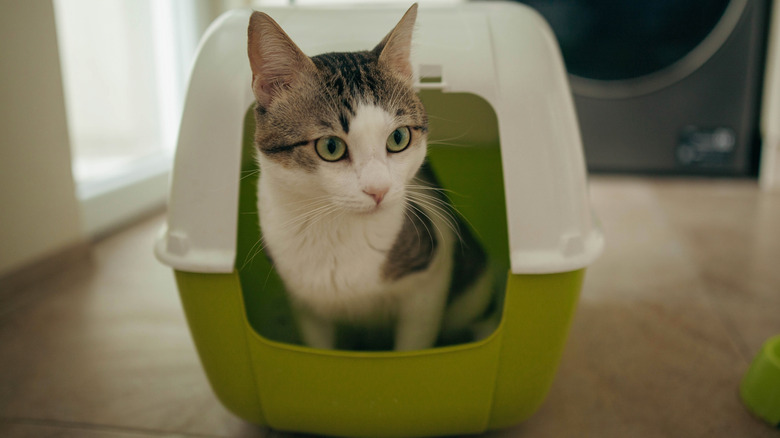 Cat in enclosed plastic litter box