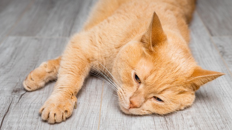 unwell orange cat lying on the ground