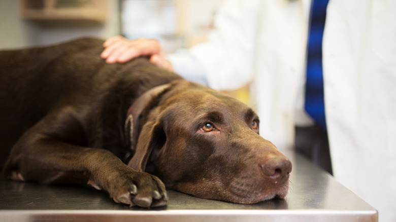 chocolate lab lying on vet table