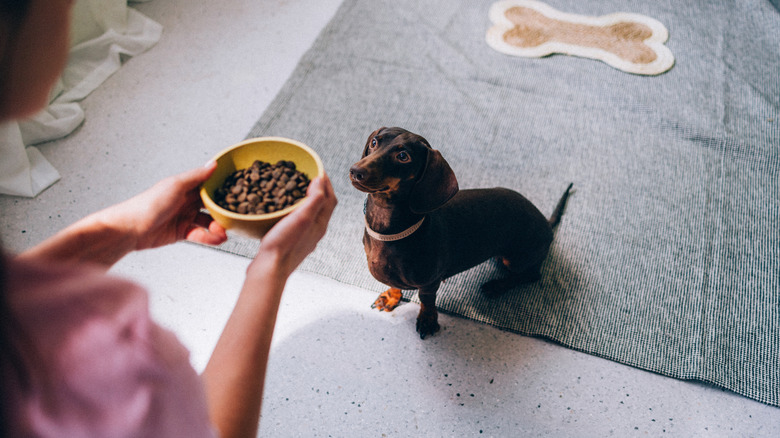 A dachshund sits eagerly waiting their meal