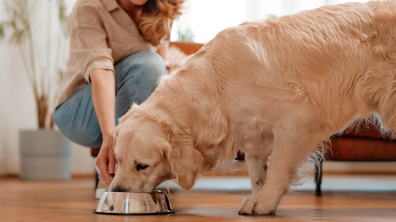 A golden retriever eating out of a silver dog bowl