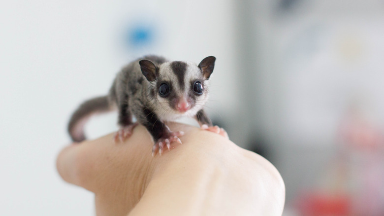 A sugar glider on a person's hand