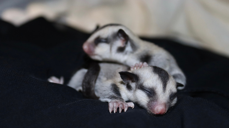 baby sugar gliders sleeping on a black blanket