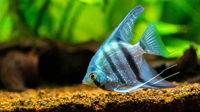 A zebra angelfish in a tank