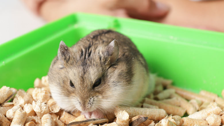 hamster in a cage