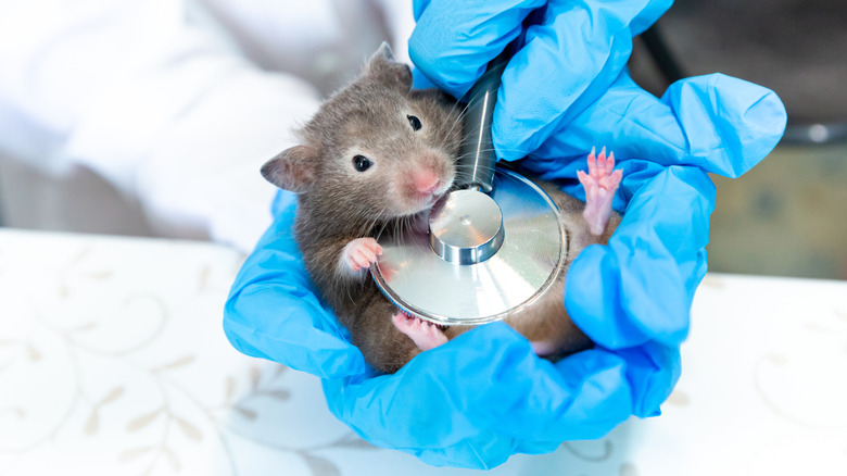 gloved hands holding stethoscope to hamster