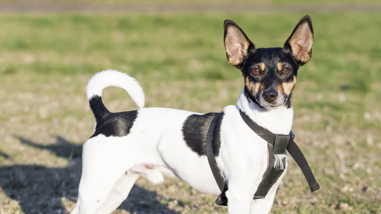 Cute Rat Terrier Dog with Upright Ears Standing on Grass