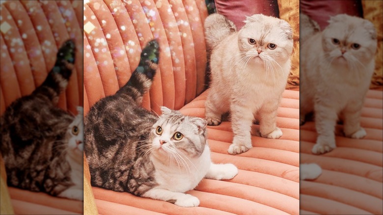 Taylor Swift's cats, Meredith Grey and Olivia Benson, on a couch