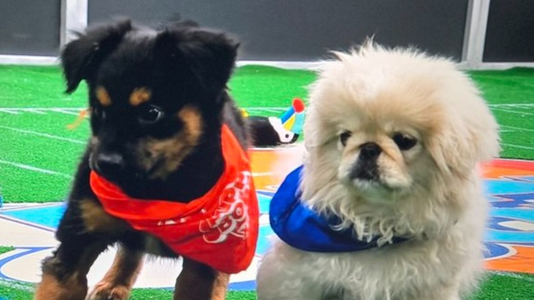 Mixed breed and Pekingese at Puppy Bowl