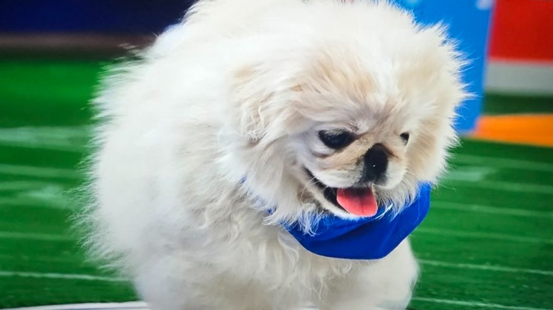 Happy pekingese at Puppy Bowl