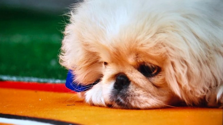 Sad pekingese on Puppy Bowl field