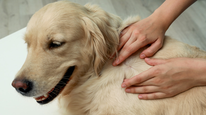 dogs fur being checked for fleas