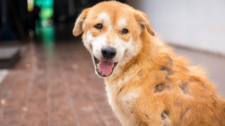 dog with patches of fur missing