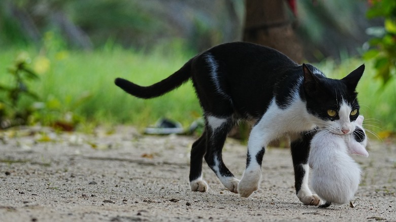 A mother cat carrying a kitten.