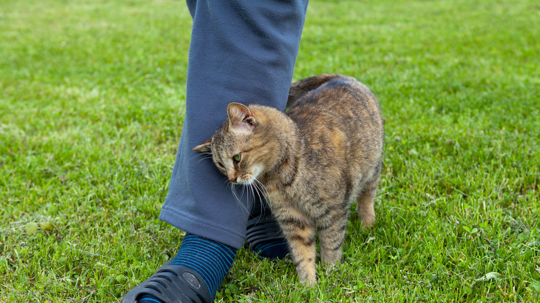 A cat brushing against its owner's leg.