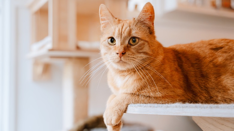 A cat perched on a cat tree.