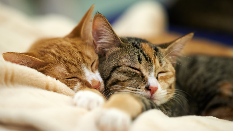 Two kittens sleeping.