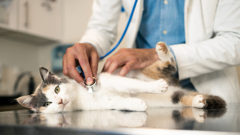 A cat being examined at the vet.