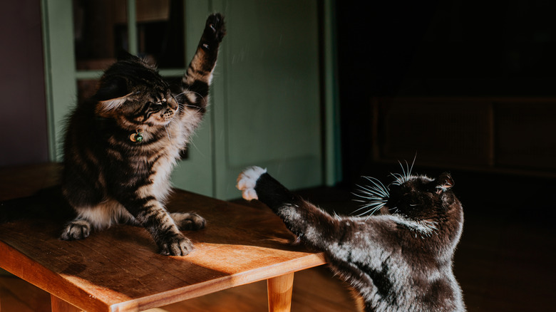 Two cats playing.