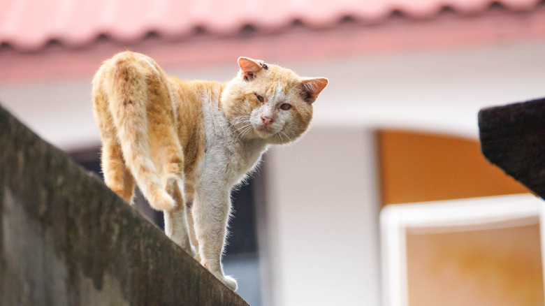 A feral tomcat with swollen jowls.