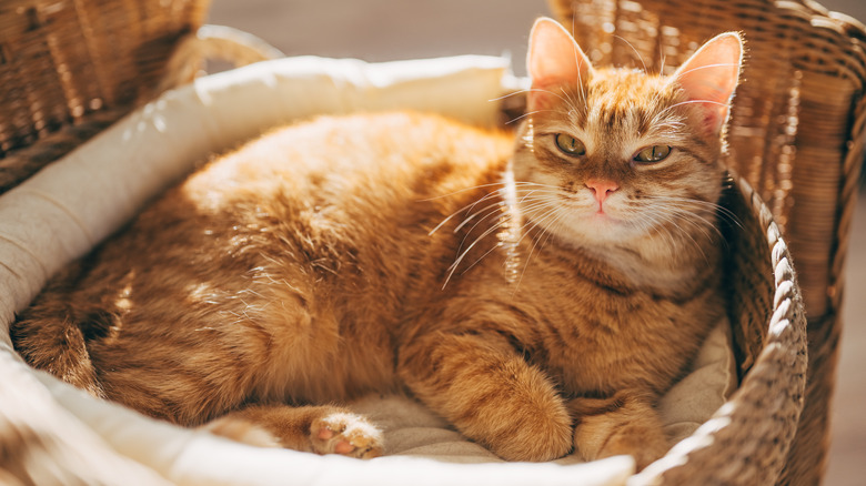 An orange cat relaxing in bed.