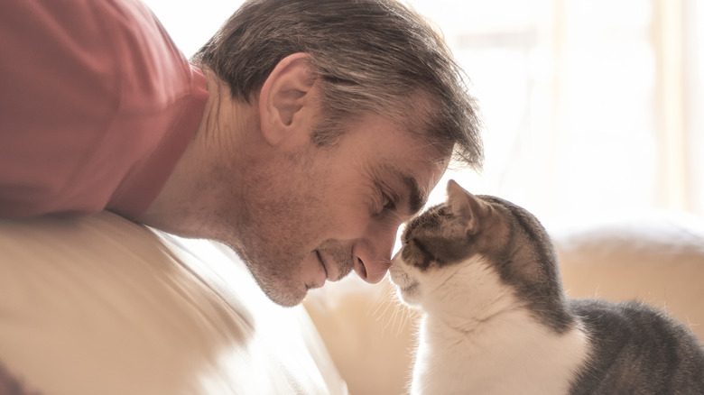 A cat interacting with its owner.