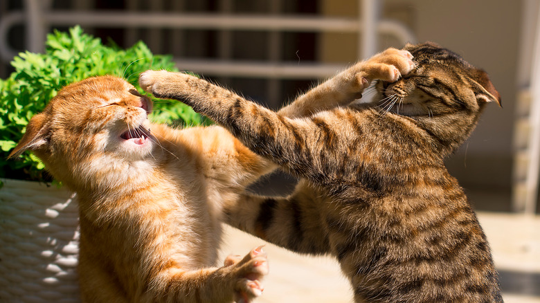 Two cats fighting outdoors.