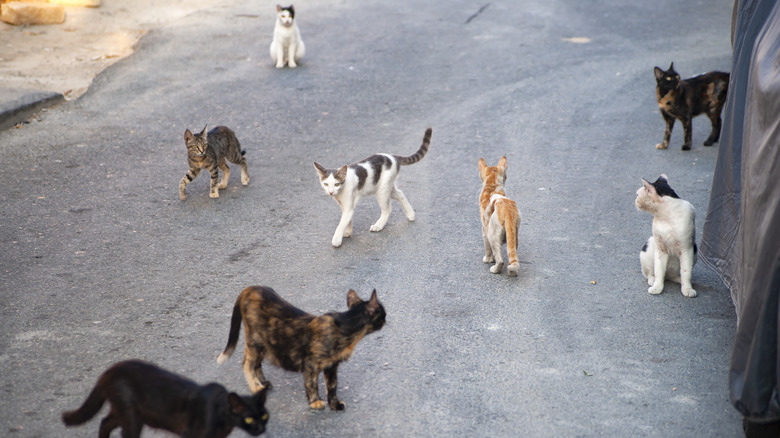 A colony of feral cats.