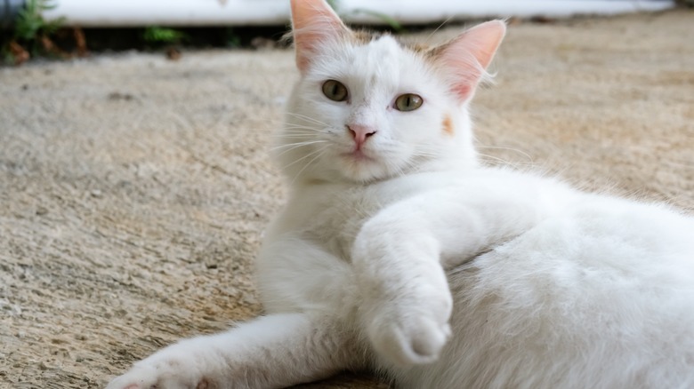 A pregnant white cat on her back.