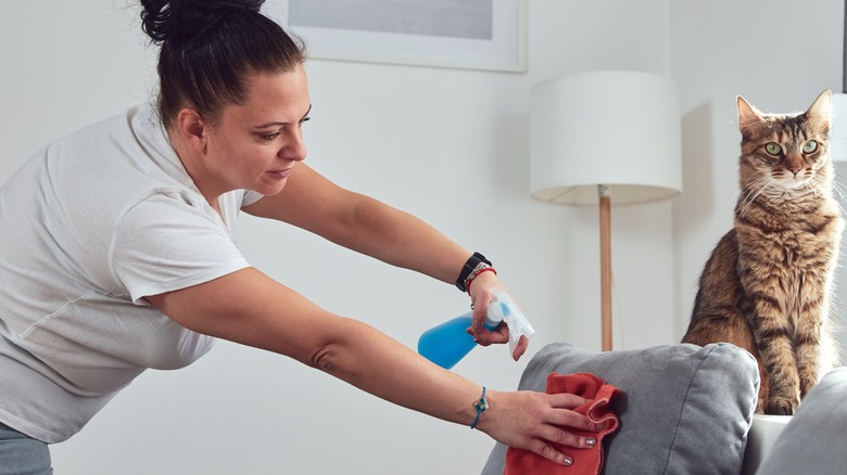 A woman cleaning the couch after her cat sprayed.