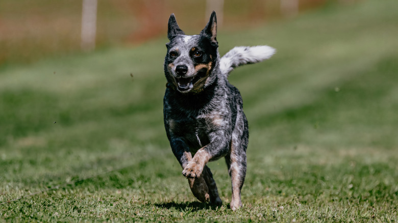 an Australian cattle dog running in a fenced in field