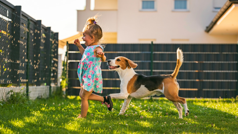 A happy beagle follows a happy child in a backyard