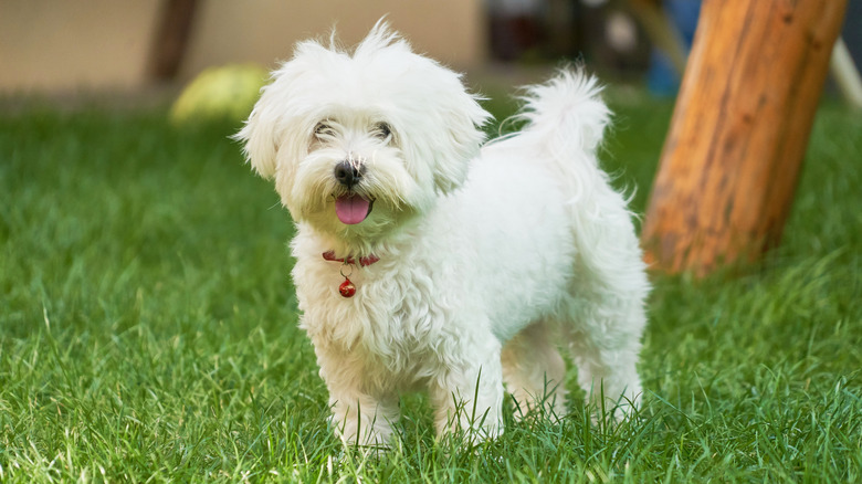 A bichon frise smiling, standing in the grass in a backyard