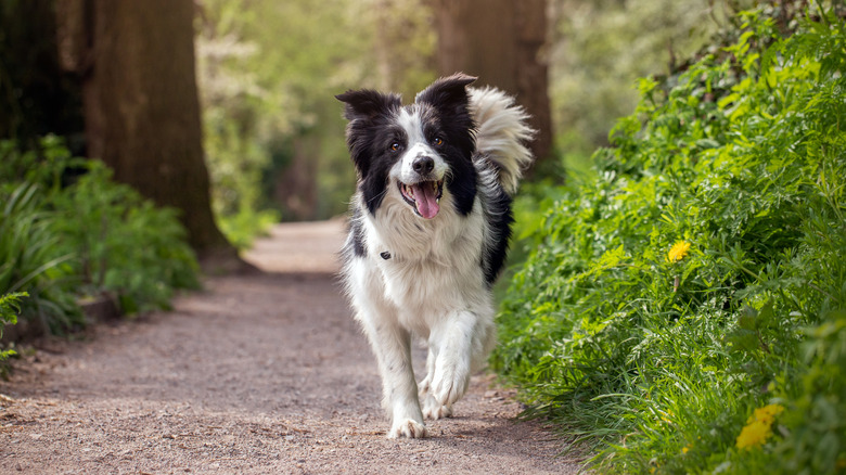 a happy border collie walking along a trail in the woods