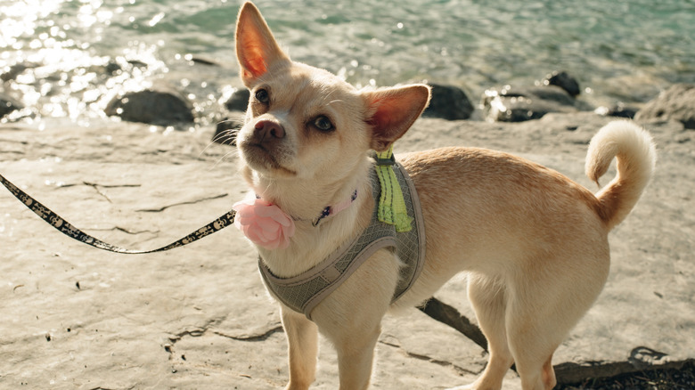 A Chihuahua with a pink flower decoration on a leash by the shore