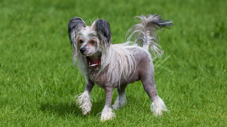 A Chinese crested dog with its noticeable mix of hair and baldness stands in a grass field