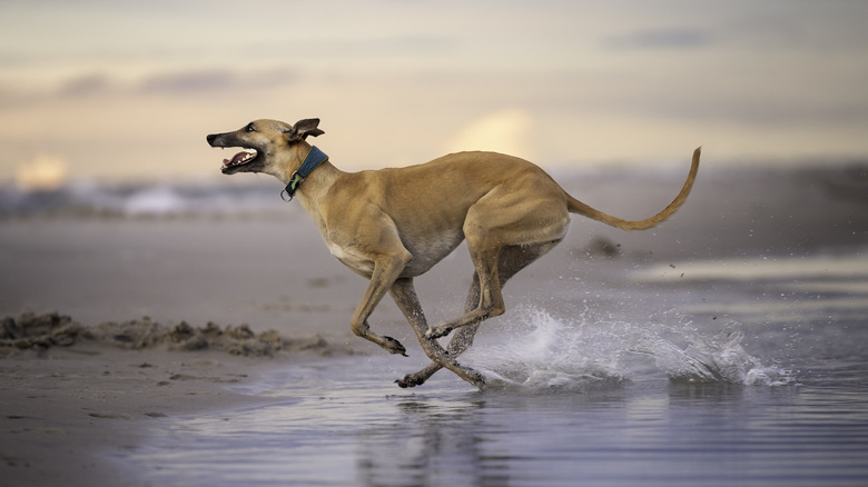 A brown greyhound running across a beach in the water