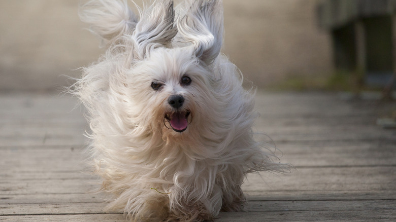 A Havanese running on a wooden deck with its hair blowing in the wind