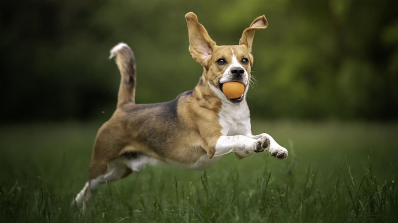 A beagle with a ball in its mouth in mid jump